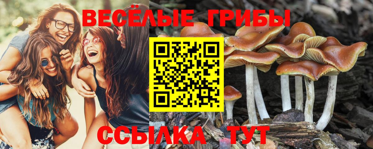 Псилоцибиновые грибы Magic Shrooms  Вход с VPN  Псилоцибиновые грибы MAGIC MUSHROOMS  Якутск 